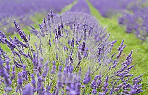 Lavendar close-up