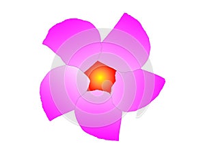 Lavendar Flower photo