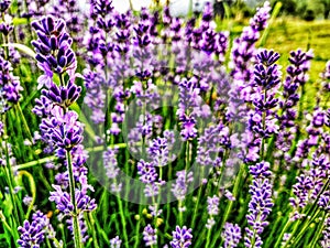 Lavendar flowers growing in wild