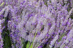 Lavendar flowers and stems in bunches