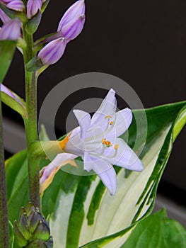 Lavendar Hosta Blossoms