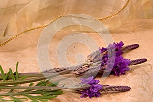 Lavendar and Lace photo