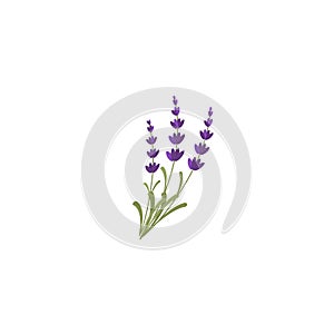 Lavendar. Lavender or Lavandula flower bunch and bud in violet.