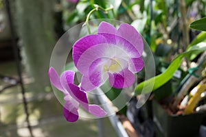 Lavendar Orchid in Greenhouse photo