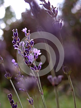 Lavender photo