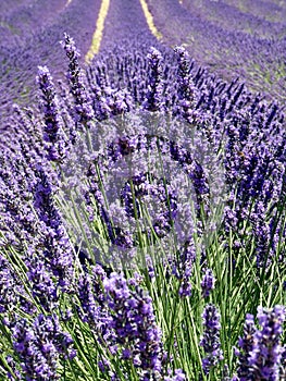 Lavanda 