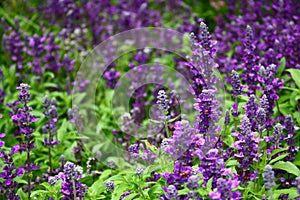 Lavendel 