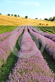 Lavender