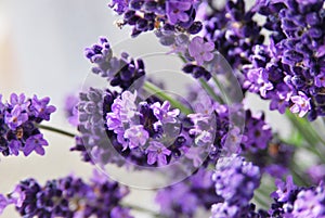 Lavender