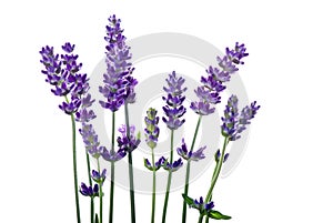 Lavanda 