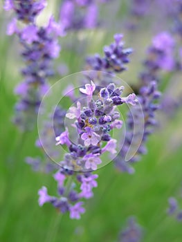 Lavendel 