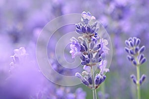 Lavender