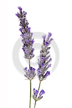 Lavanda 