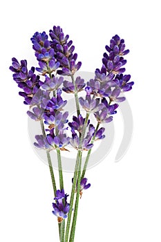 Lavender photo