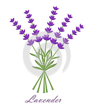 Lavender