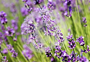 Lavender