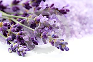 Lavanda 