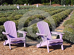 Lavender Adirondack Chairs in a Lavender Garden