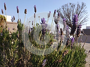 Lavender Aegean Coast Didim