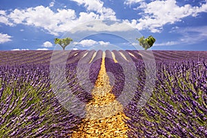 Lavender aisles with two trees on the horizon