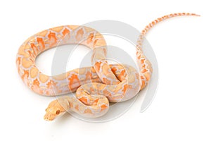 Lavender Albino Reticulated Python