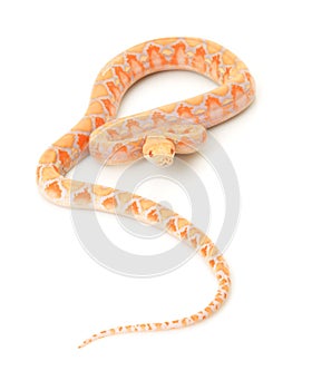 Lavender Albino Reticulated Python