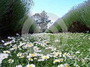 Lavender alley