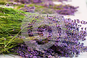 Lavender angustifolia, lavandula in herb garden harvest cuted photo