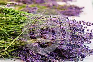 Lavender angustifolia, lavandula in herb garden harvest cuted