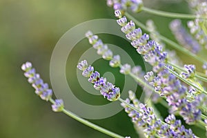 Lavender Aromatherapy Plant