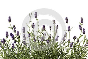 Lavender photo