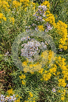 Lavender Asters and Yellow Rabbitbrush photo