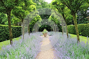 Lavender Avenue At Cothay Manor, Somerset, UK