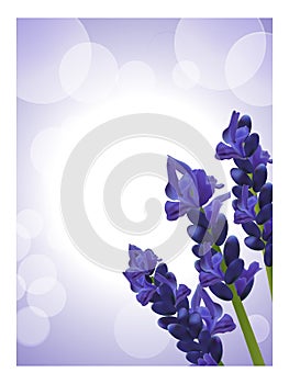 Lavender background 2