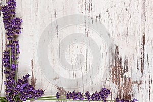 Lavender background. img