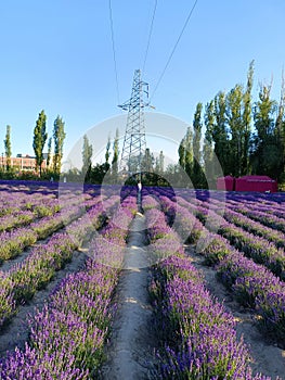 Lavender base in Xinjiang, China