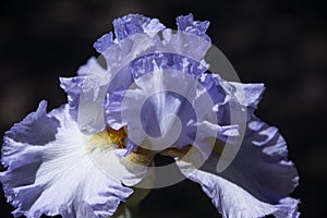 Lavender bearded iris flower closeup blue purple flower petals on dark background in garden