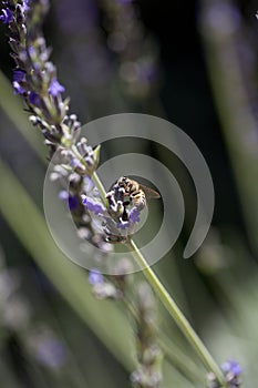 Lavender Bee