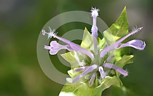 Lavender Bee Balm Monarda Fistulosa photo