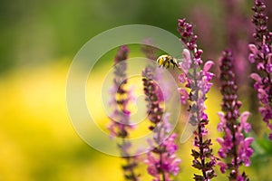 Lavender and bee , defocused background