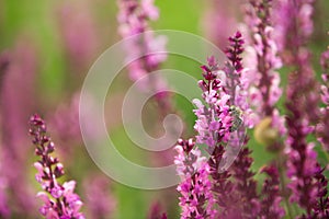 Lavender and bee , defocused background