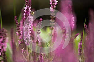 Lavender and bee , defocused background