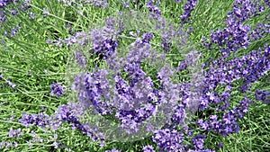 Lavender and bee in slow motion