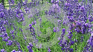 Lavender and bee in slow motion