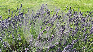 Lavender bet and green grass