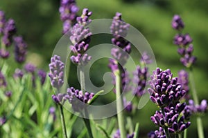 Lavender in bloom