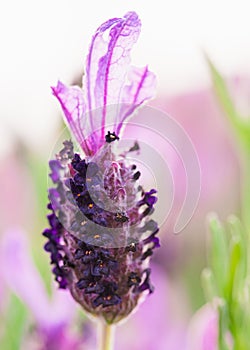 Lavender in bloom, extreme close up. Spanish lavender or topped lavender blossom