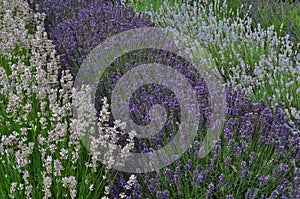 Lavender in bloom in the summer, UK