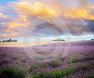 Lavender blooming field