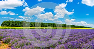 Lavender blooming field